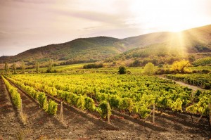 Landscape with green vineyards and Mountains at background